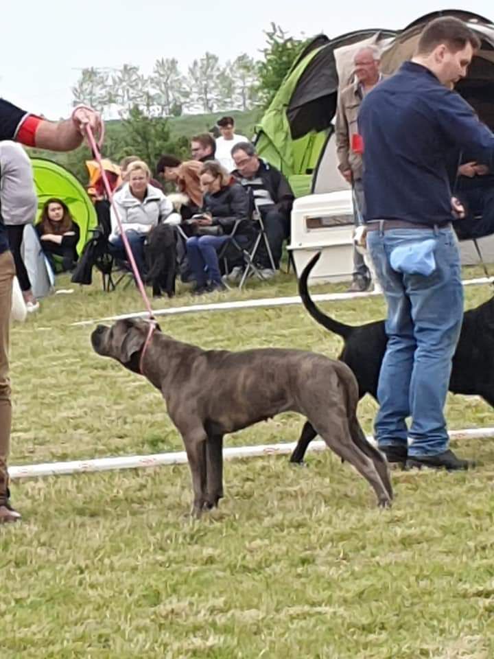 Nala des plaines de Sharpouille