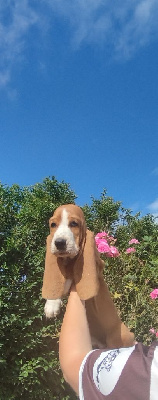 des plaines de Sharpouille - Basset Hound - Portée née le 06/06/2023