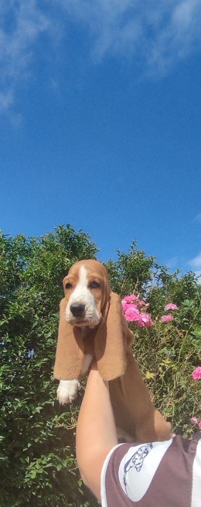 des plaines de Sharpouille - Chiots disponibles - Basset Hound