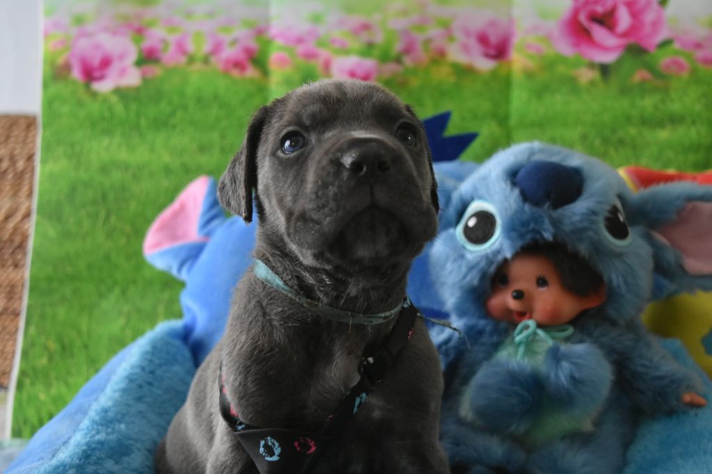 des plaines de Sharpouille - Cane Corso - Portée née le 07/03/2019