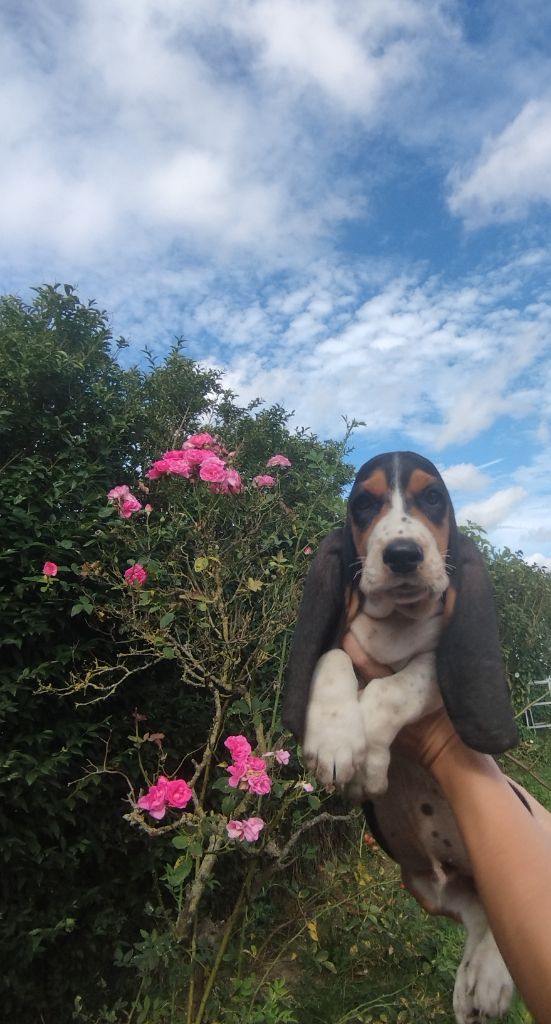 des plaines de Sharpouille - Chiots disponibles - Basset Hound